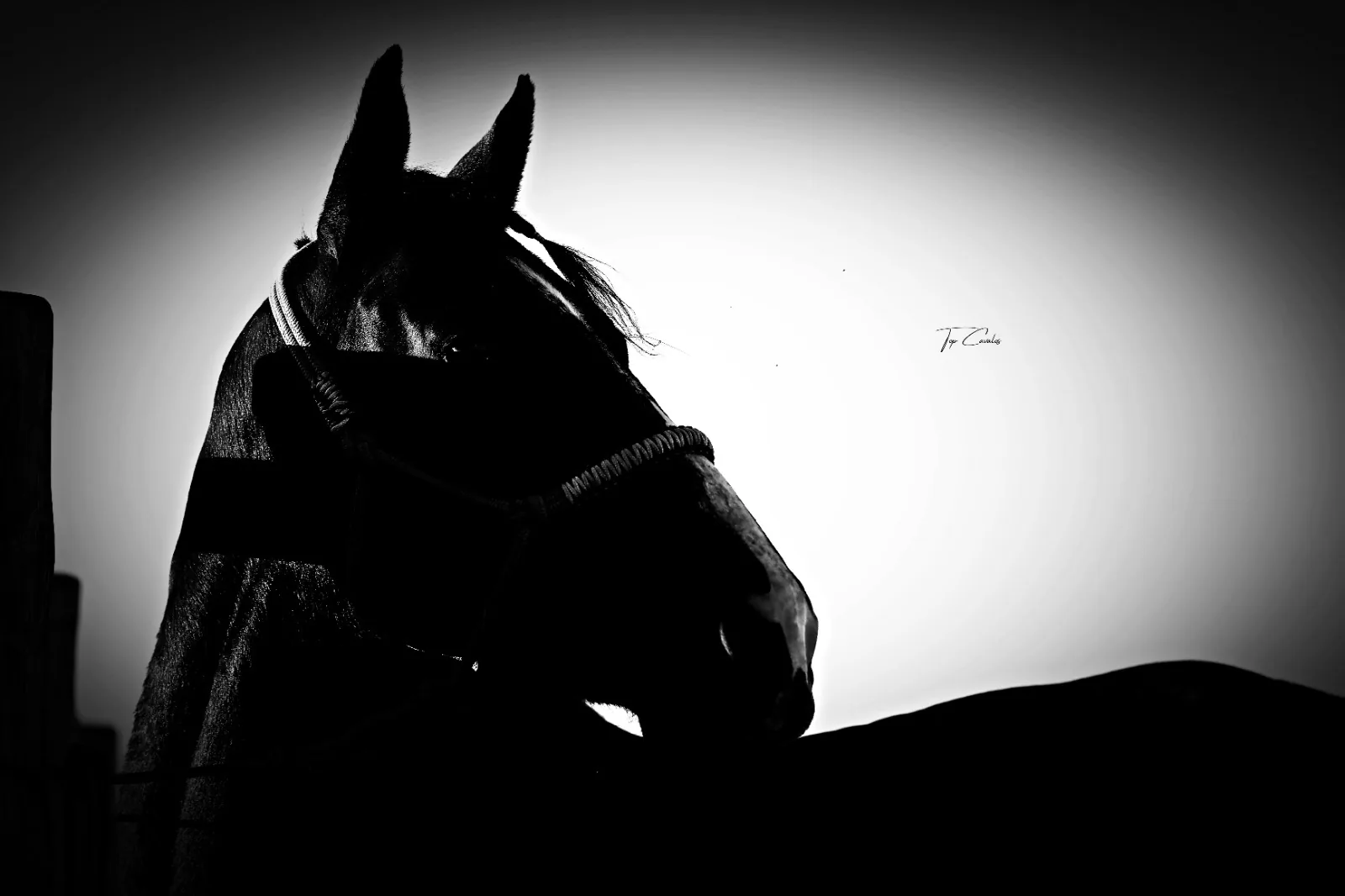 Cavalo em área rural